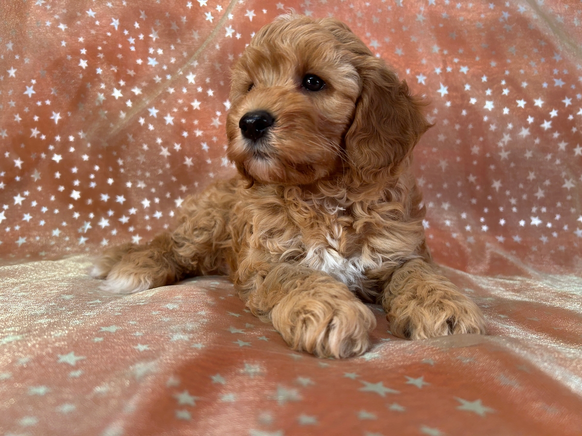 Male F1b Cockapoo Puppy for Sale DOB 1-28-2025 $950